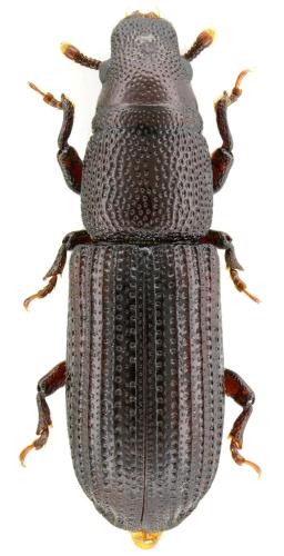Rhyncolus strangulatus